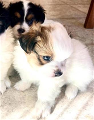 BEAN, an adoptable Papillon, Mixed Breed in Sacramento, CA, 95818 | Photo Image 1