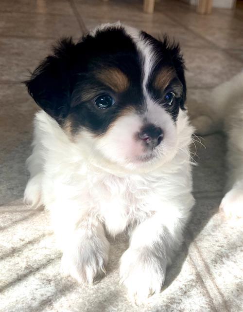 SHADES, an adoptable Papillon, Mixed Breed in Sacramento, CA, 95818 | Photo Image 1