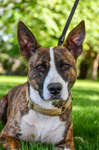 Lokie, an adoptable Pit Bull Terrier, Bull Terrier in Yakima, WA, 98901 | Photo Image 1
