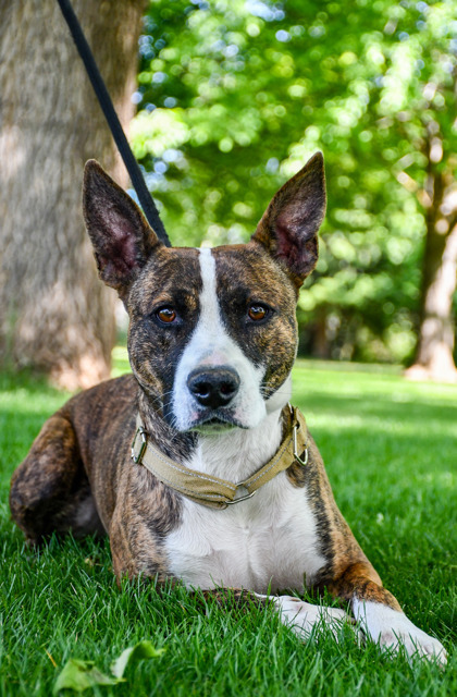 Lokie, an adoptable Pit Bull Terrier, Bull Terrier in Yakima, WA, 98901 | Photo Image 2