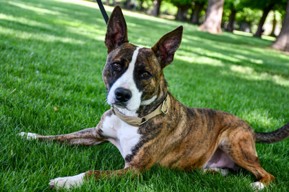 Lokie, an adoptable Pit Bull Terrier, Bull Terrier in Yakima, WA, 98901 | Photo Image 3