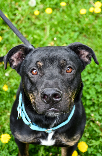Biggie, an adoptable American Staffordshire Terrier, German Shepherd Dog in Yakima, WA, 98901 | Photo Image 1