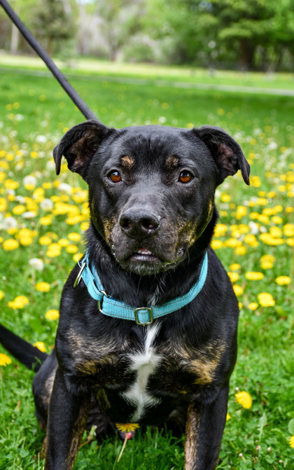 Biggie, an adoptable American Staffordshire Terrier, German Shepherd Dog in Yakima, WA, 98901 | Photo Image 2