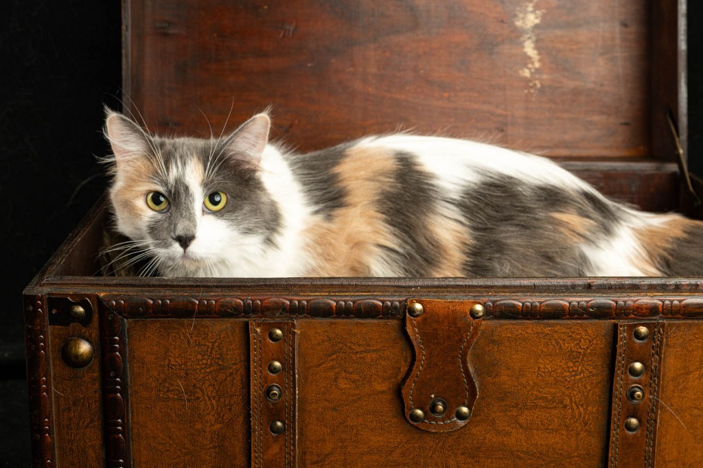 Willow, an adoptable Domestic Medium Hair in Rock Springs, WY, 82901 | Photo Image 1
