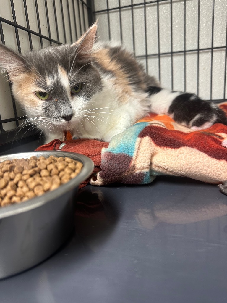 Willow, an adoptable Domestic Medium Hair in Rock Springs, WY, 82901 | Photo Image 2