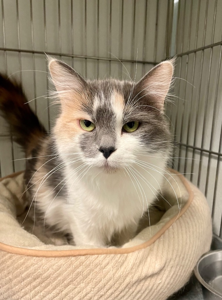 Willow, an adoptable Domestic Medium Hair in Rock Springs, WY, 82901 | Photo Image 3