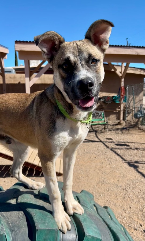 Koala, an adoptable German Shepherd Dog, Akita in Cottonwood, AZ, 86326 | Photo Image 1