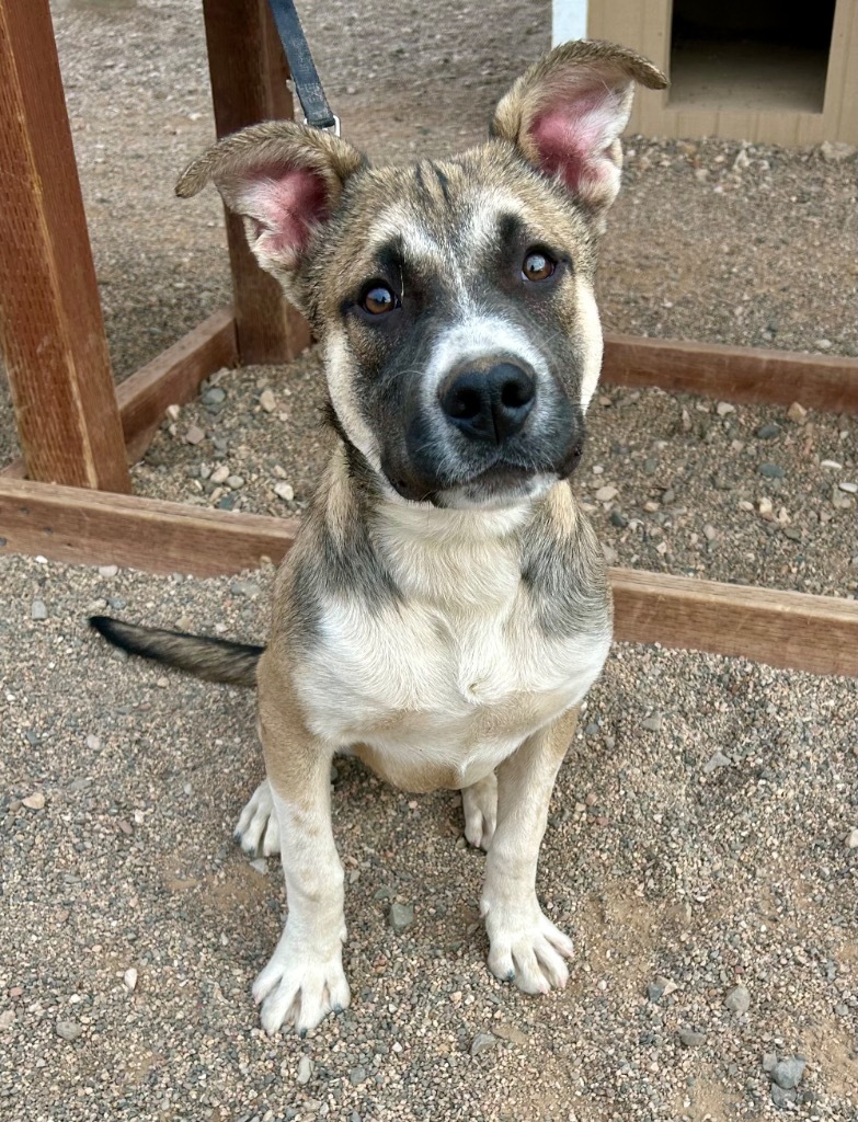 Koala, an adoptable German Shepherd Dog, Akita in Cottonwood, AZ, 86326 | Photo Image 2