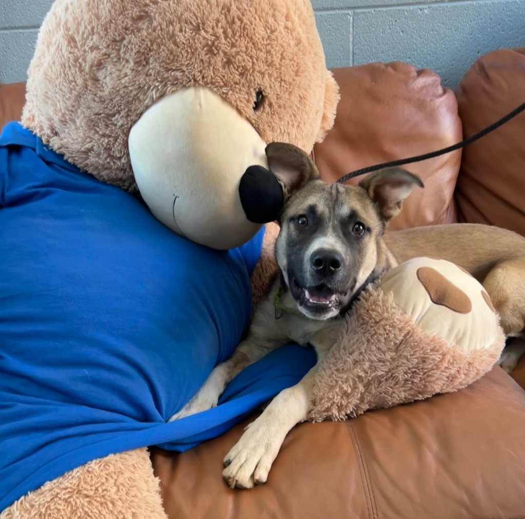 Koala, an adoptable German Shepherd Dog, Akita in Cottonwood, AZ, 86326 | Photo Image 3