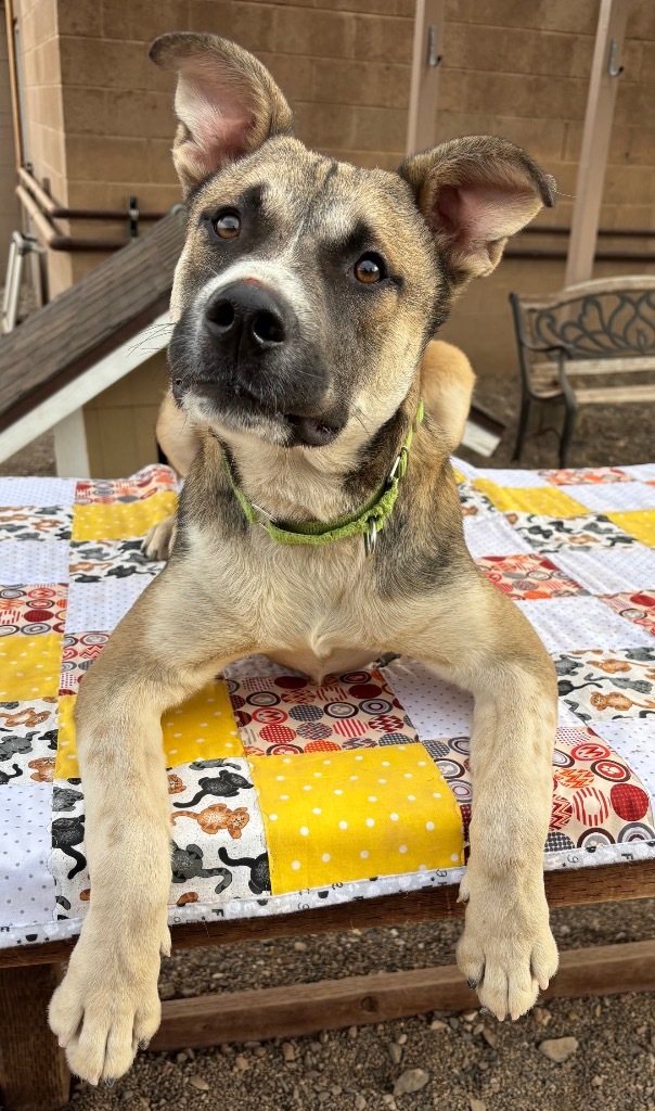 Koala, an adoptable German Shepherd Dog, Akita in Cottonwood, AZ, 86326 | Photo Image 4