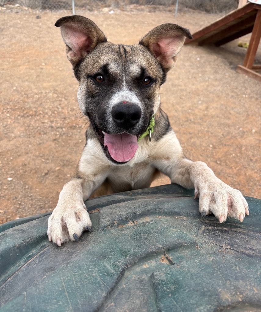 Koala, an adoptable German Shepherd Dog, Akita in Cottonwood, AZ, 86326 | Photo Image 5