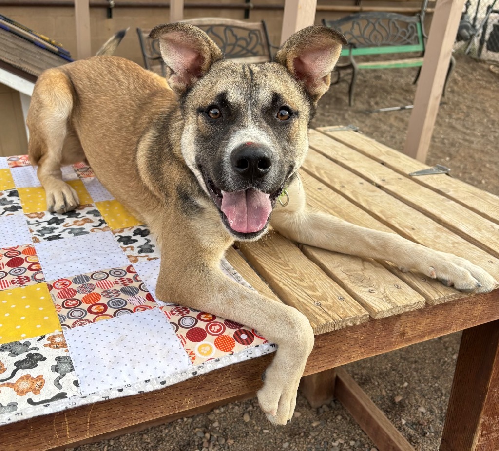 Koala, an adoptable German Shepherd Dog, Akita in Cottonwood, AZ, 86326 | Photo Image 6