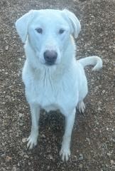 Toffrey, an adoptable Akbash in Hot Springs, SD, 57747 | Photo Image 1