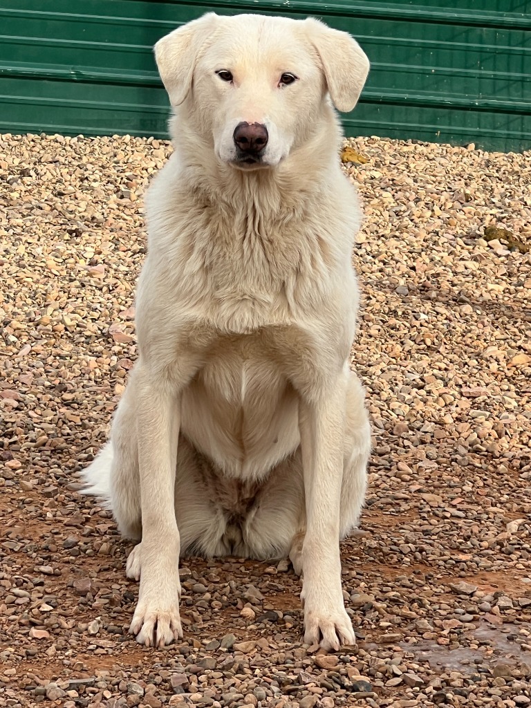 Toffrey, an adoptable Akbash in Hot Springs, SD, 57747 | Photo Image 1