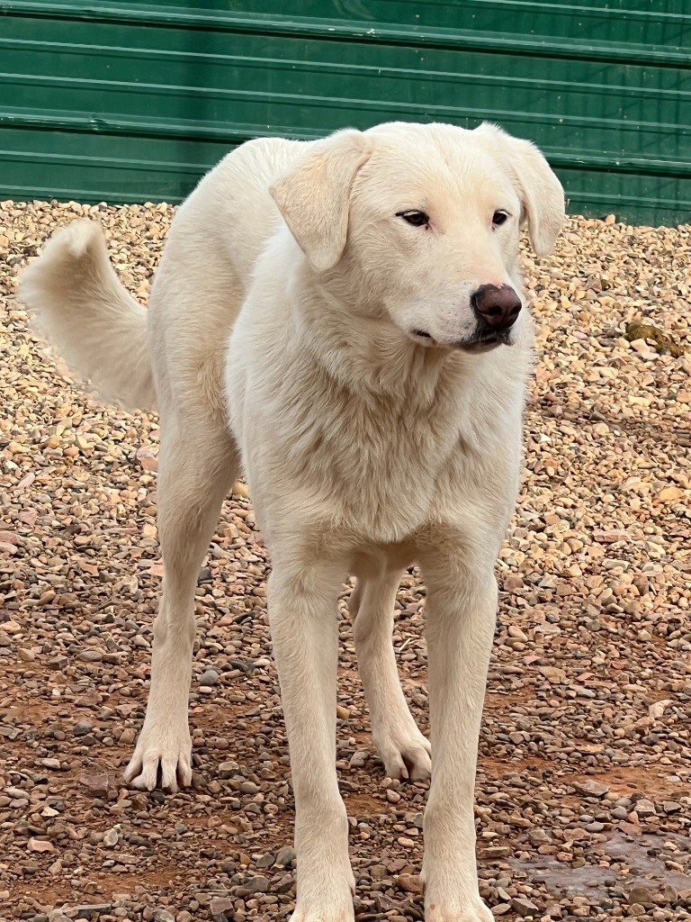 Toffrey, an adoptable Akbash in Hot Springs, SD, 57747 | Photo Image 2