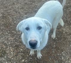 Snow, an adoptable Akbash in Hot Springs, SD, 57747 | Photo Image 1