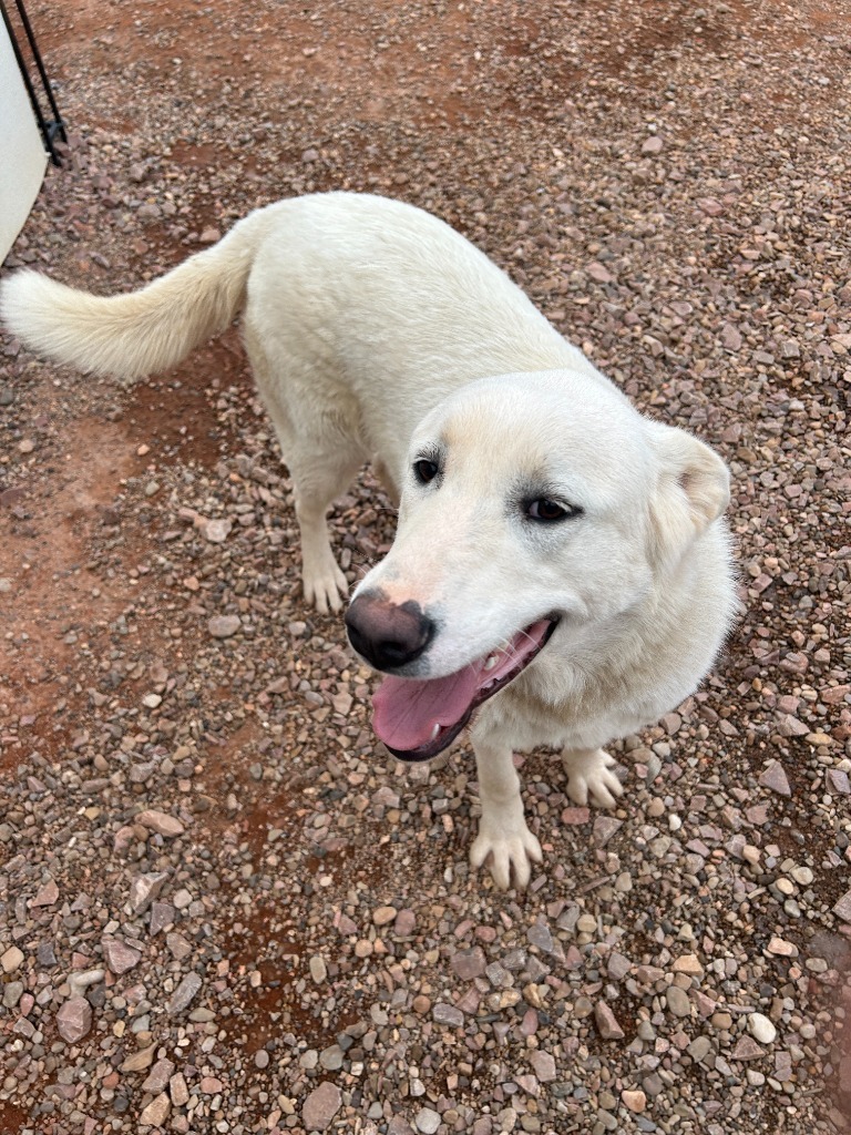 Snow, an adoptable Akbash in Hot Springs, SD, 57747 | Photo Image 1