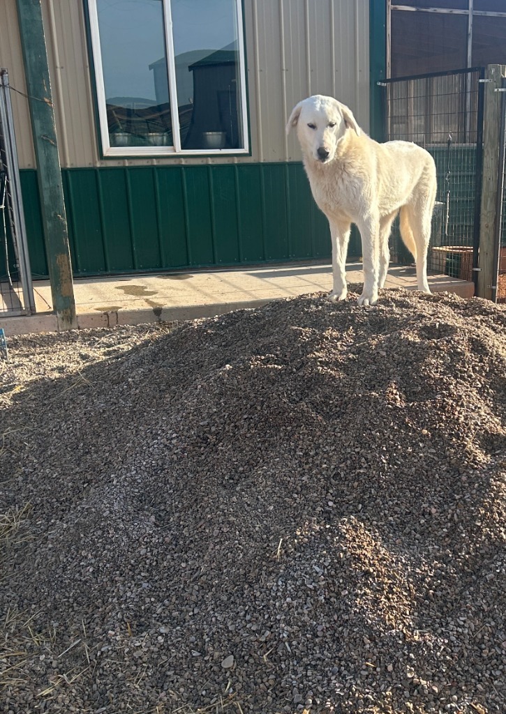 Snow, an adoptable Akbash in Hot Springs, SD, 57747 | Photo Image 2