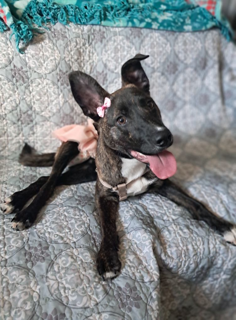 Diem, an adoptable Pit Bull Terrier, Labrador Retriever in Princeton, MN, 55371 | Photo Image 1