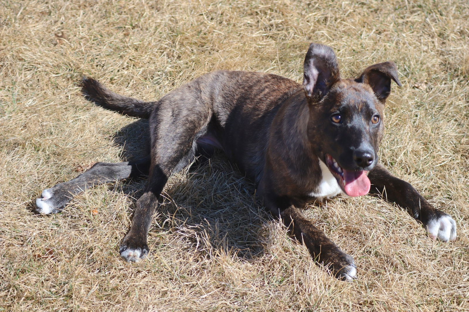 Diem, an adoptable Pit Bull Terrier, Labrador Retriever in Princeton, MN, 55371 | Photo Image 2