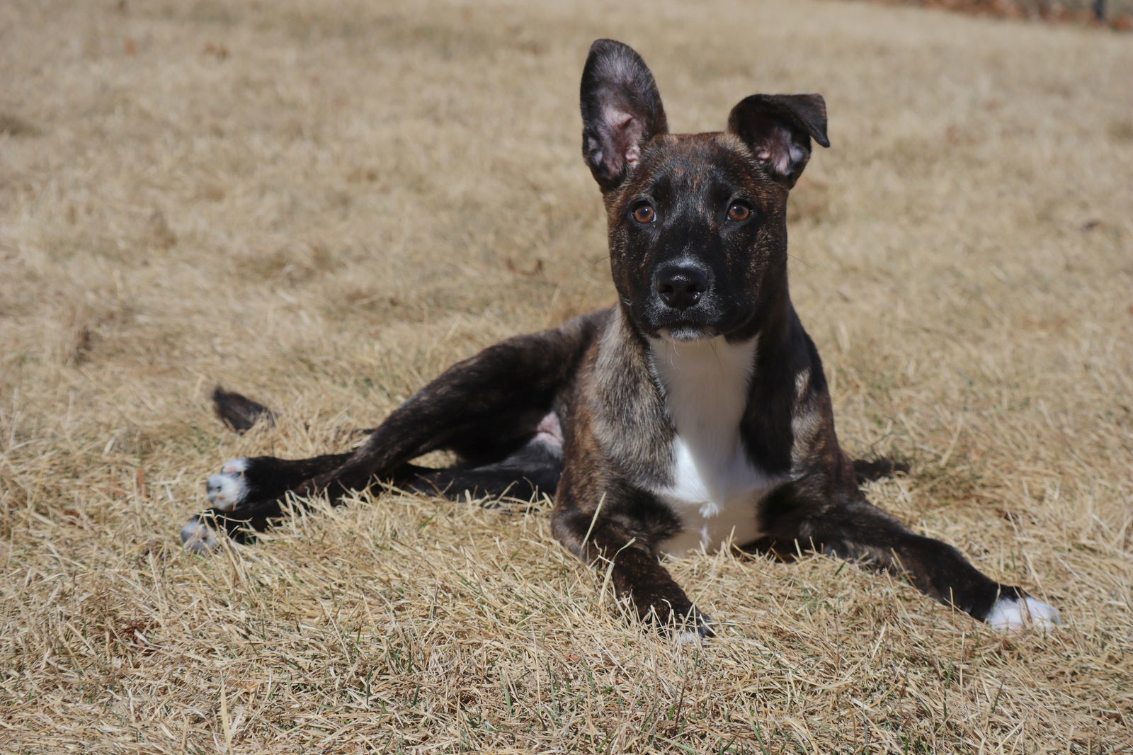 Diem, an adoptable Pit Bull Terrier, Labrador Retriever in Princeton, MN, 55371 | Photo Image 3
