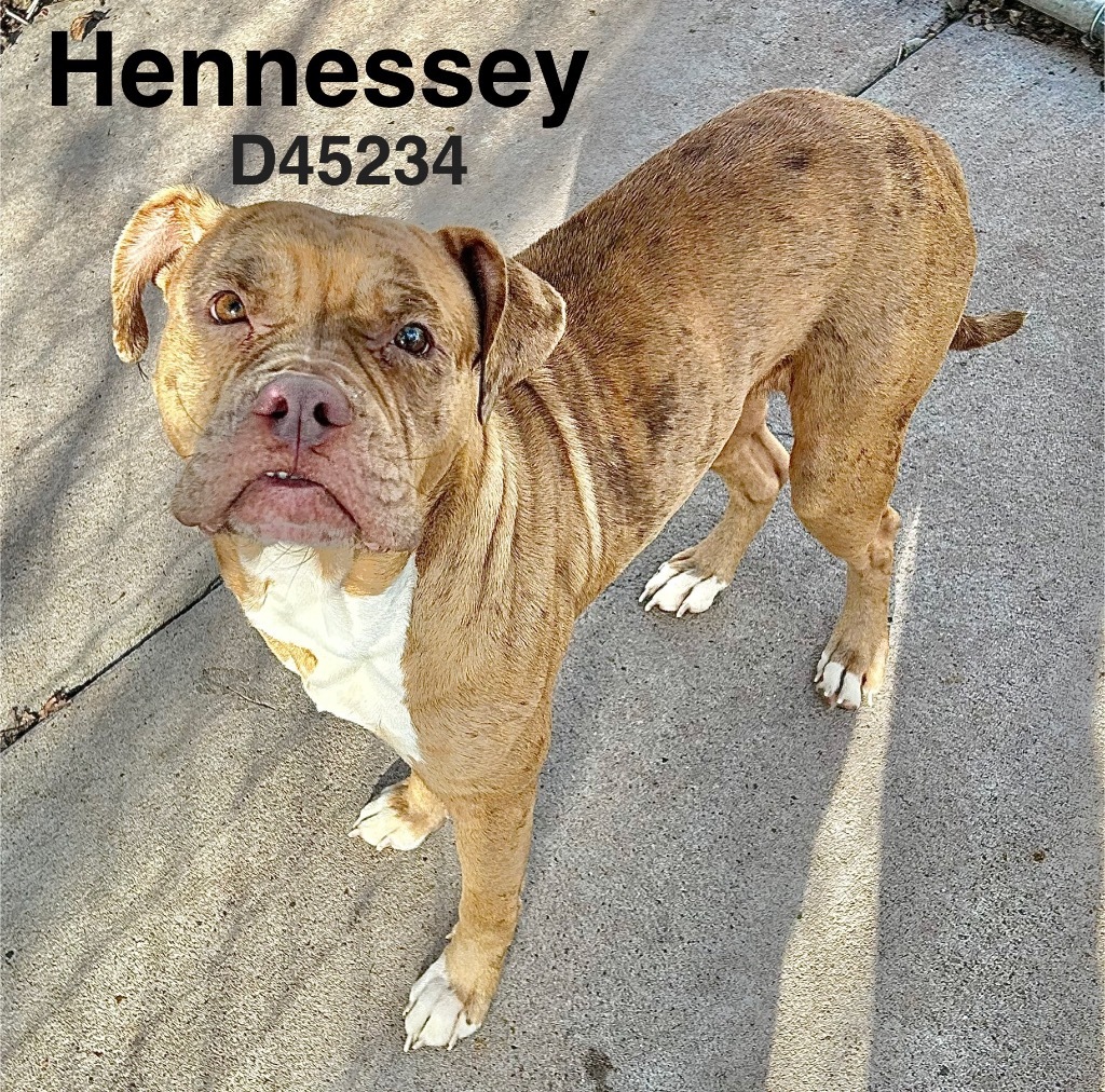 Hennessey