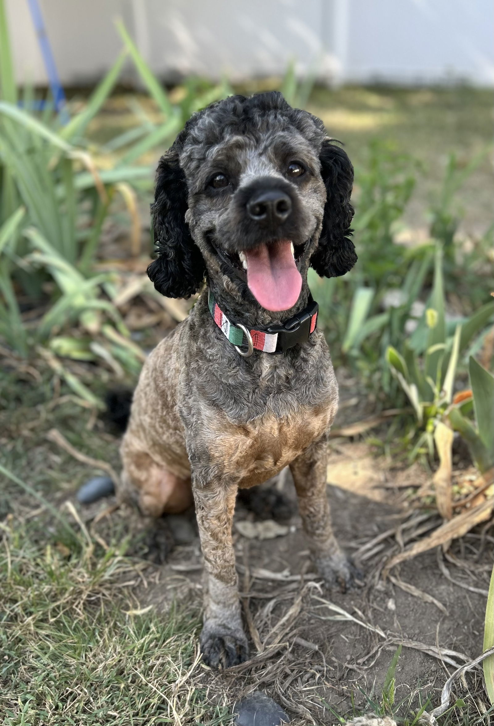 Bosco, an adoptable Cockapoo in St. Louis, MO, 63125 | Photo Image 2