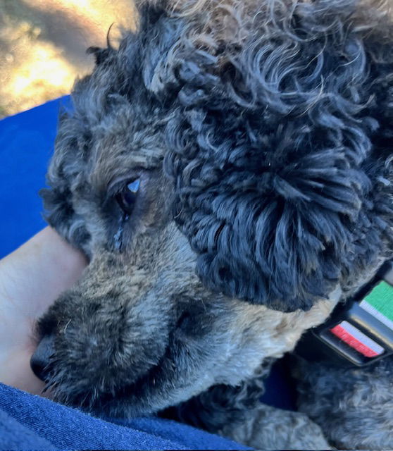 Bosco, an adoptable Cockapoo in St. Louis, MO, 63125 | Photo Image 3