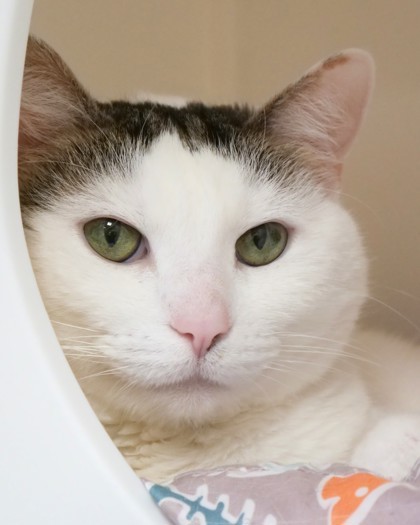 Khaleesi (in foster) 1