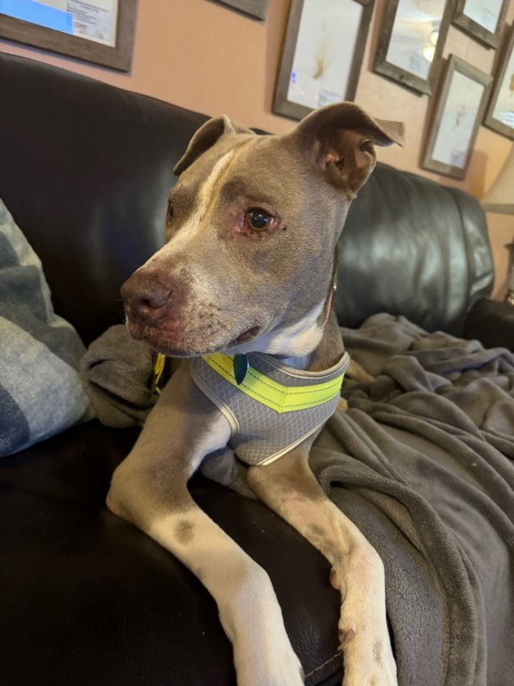 Roxy 4