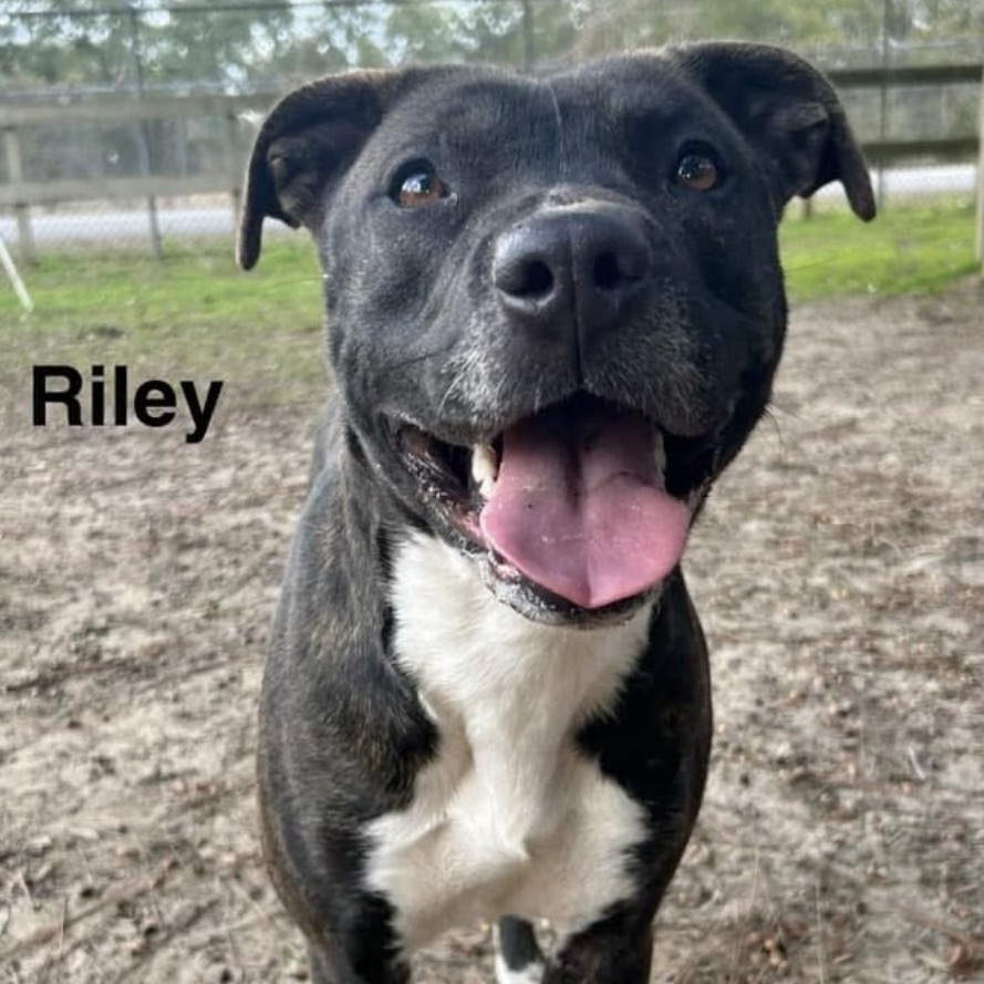 Riley