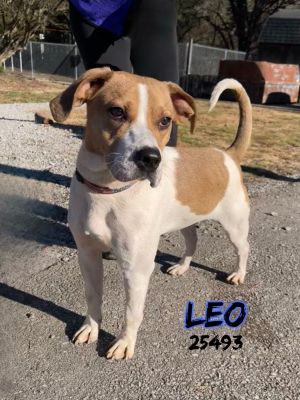 Leo