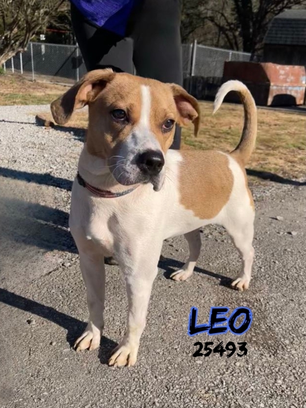 Leo 1