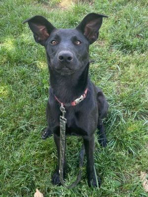 Spring, Adult Female Mixed Breed