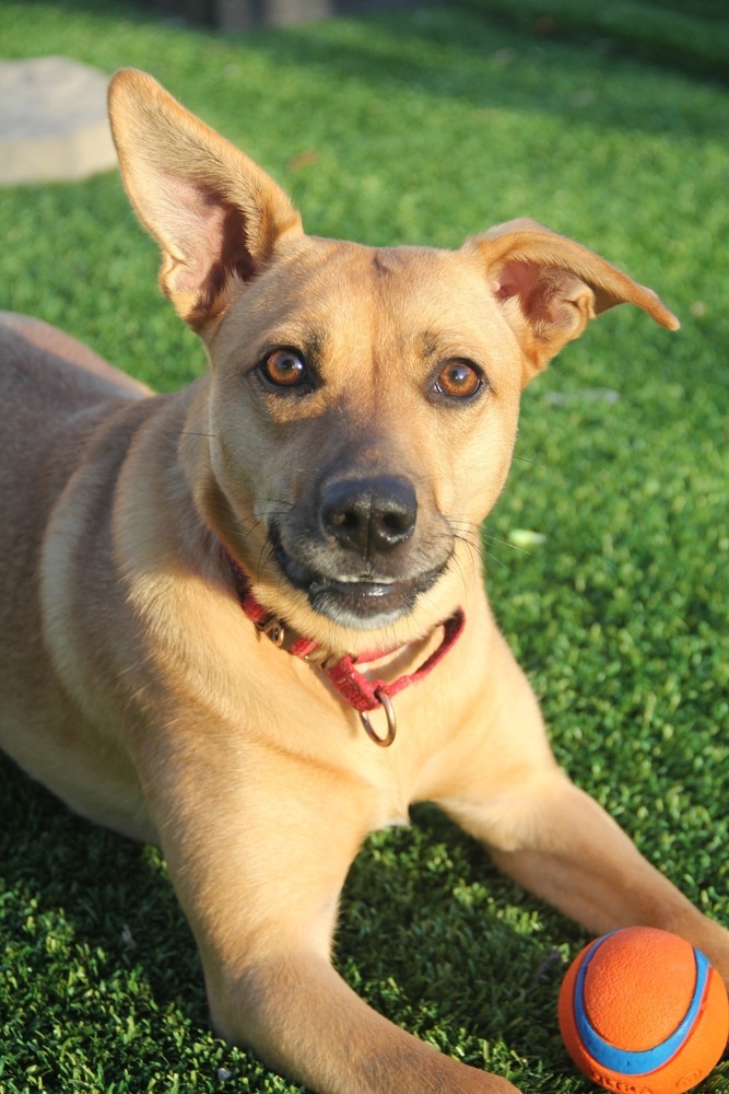 Olivia, an adoptable Mixed Breed in Appleton, WI, 54913 | Photo Image 1