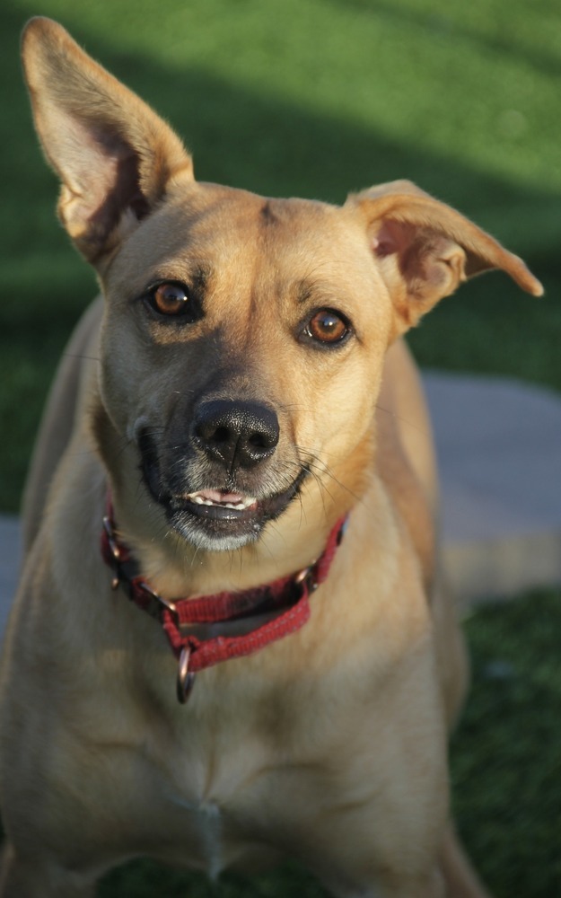 Olivia, an adoptable Mixed Breed in Appleton, WI, 54913 | Photo Image 2