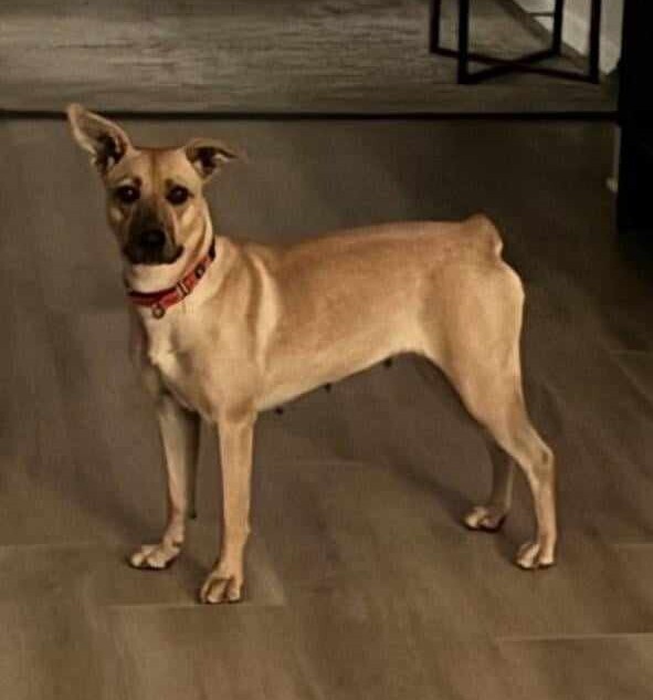 Olivia, an adoptable Mixed Breed in Appleton, WI, 54913 | Photo Image 3