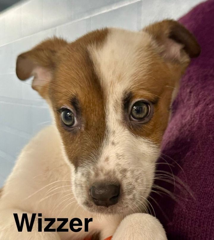 Wizzer 1