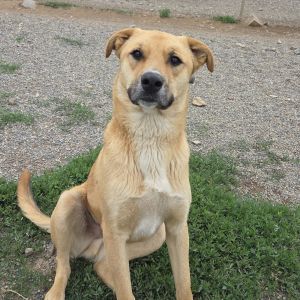 Dustin, Adult Male Black Mouth Cur