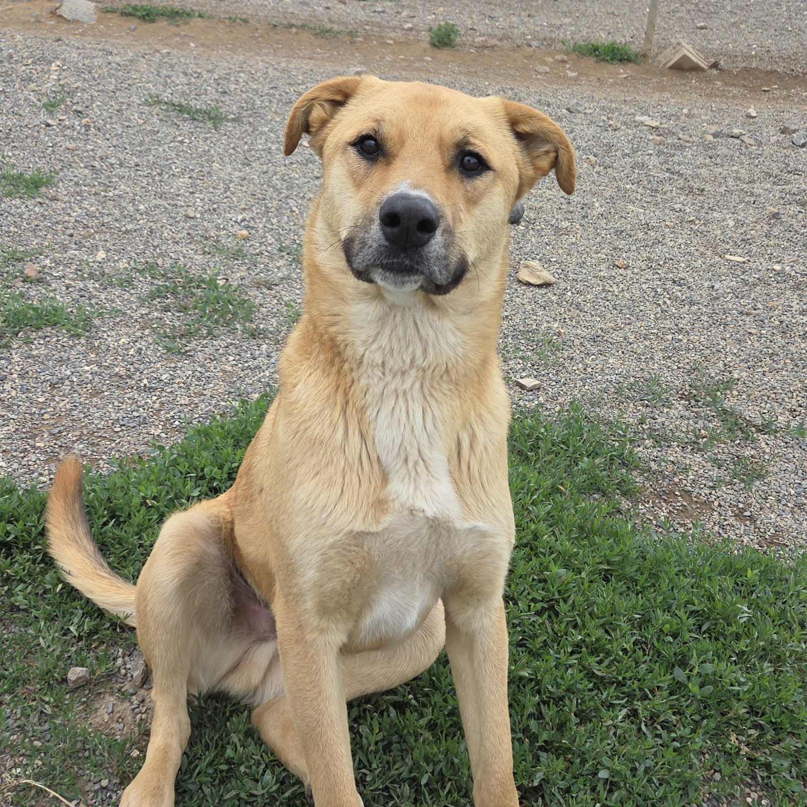 Dustin, an adoptable Black Mouth Cur in Yreka, CA, 96097 | Photo Image 1