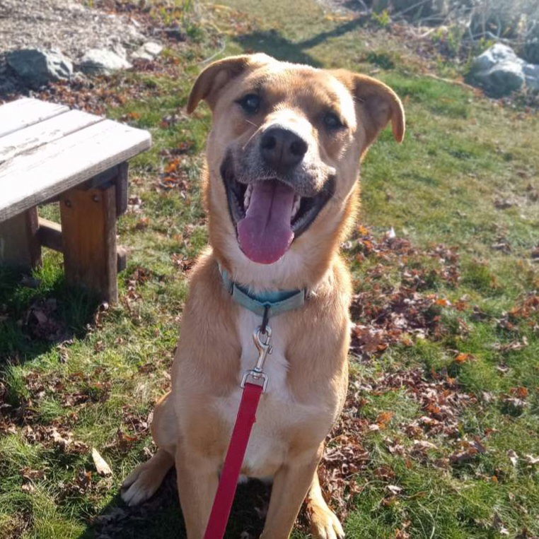 Dustin, an adoptable Black Mouth Cur in Yreka, CA, 96097 | Photo Image 2