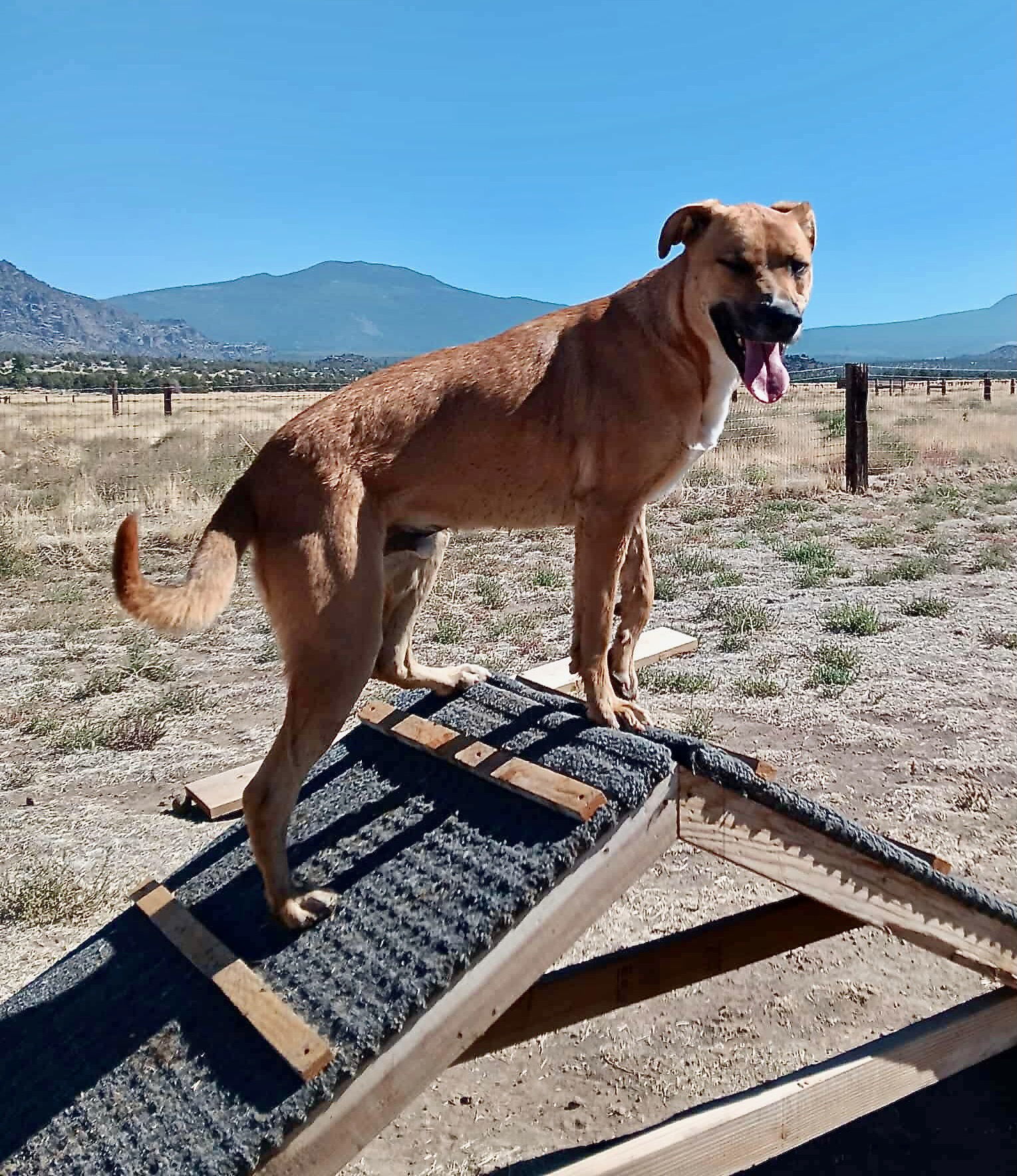 Dustin, an adoptable Black Mouth Cur in Yreka, CA, 96097 | Photo Image 2