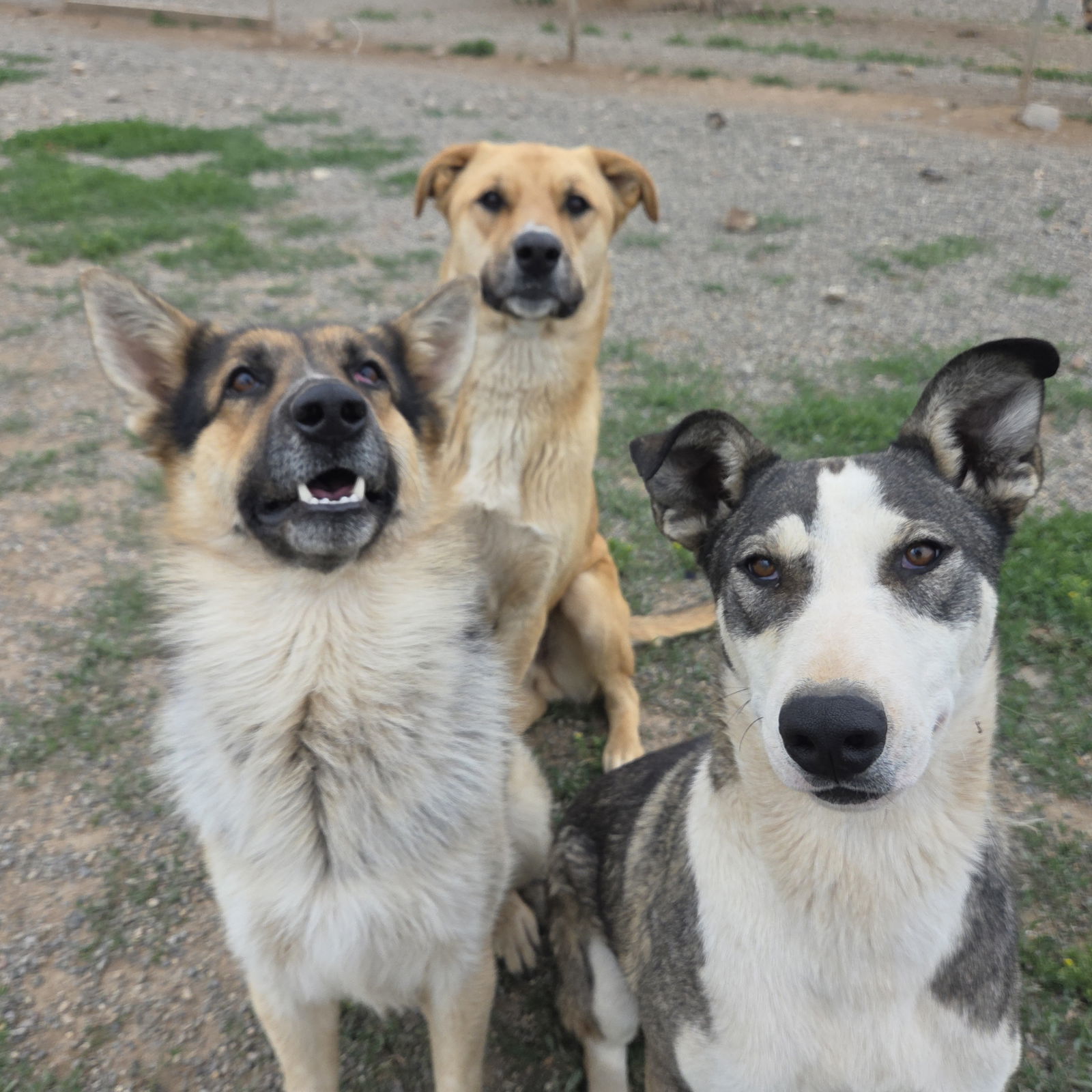 Dustin, an adoptable Black Mouth Cur in Yreka, CA, 96097 | Photo Image 3