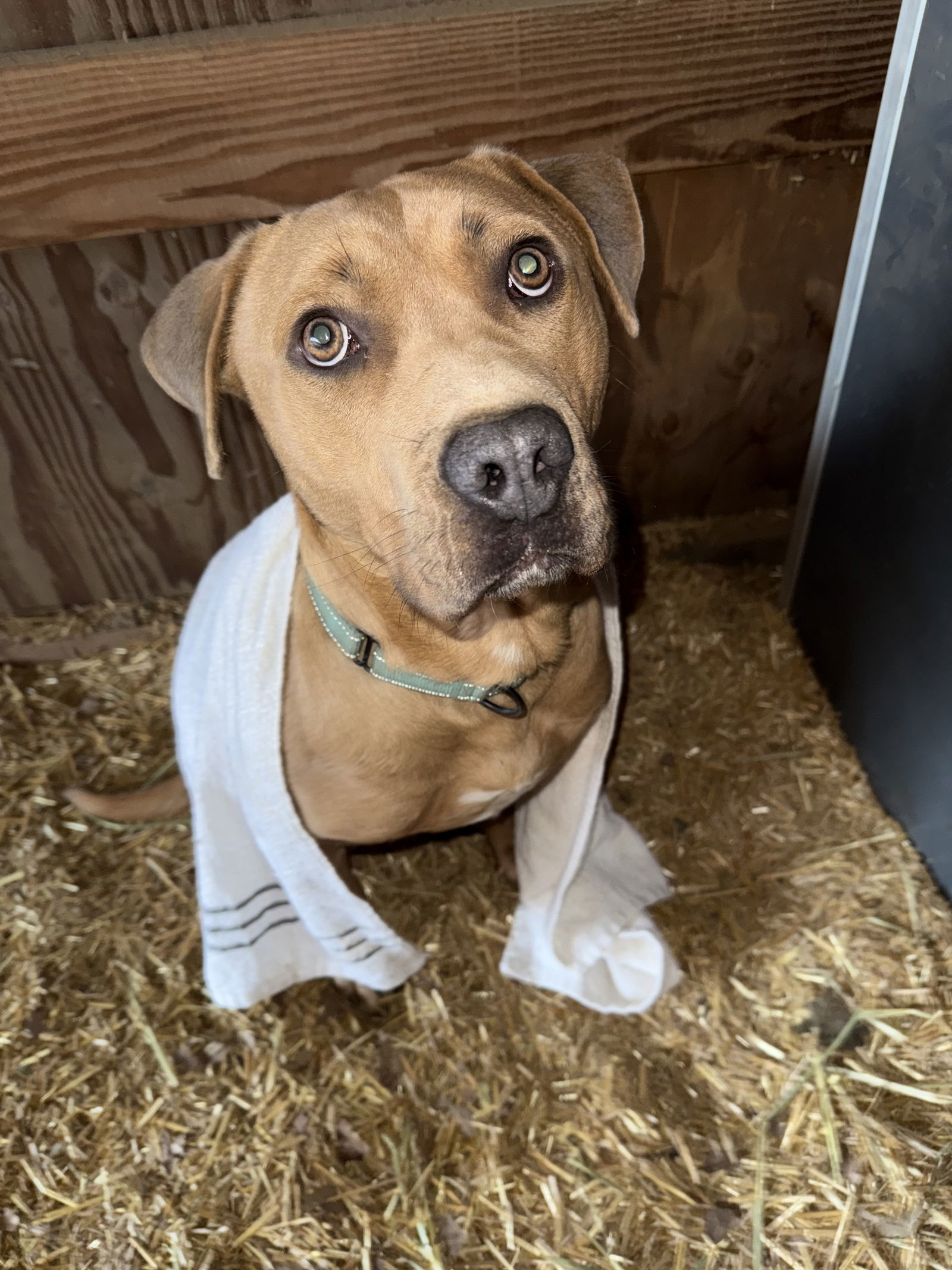 Skippy, an adoptable American Staffordshire Terrier in Yreka, CA, 96097 | Photo Image 1