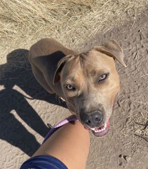 Skippy, Adult Male American Staffordshire Terrier