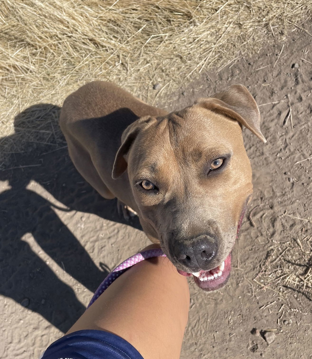 Skippy, an adoptable American Staffordshire Terrier in Yreka, CA, 96097 | Photo Image 1