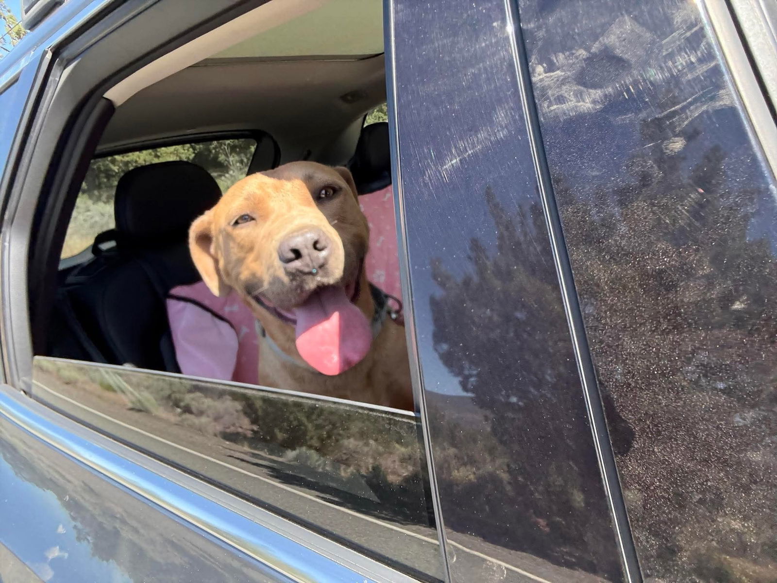 Skippy, an adoptable American Staffordshire Terrier in Yreka, CA, 96097 | Photo Image 2