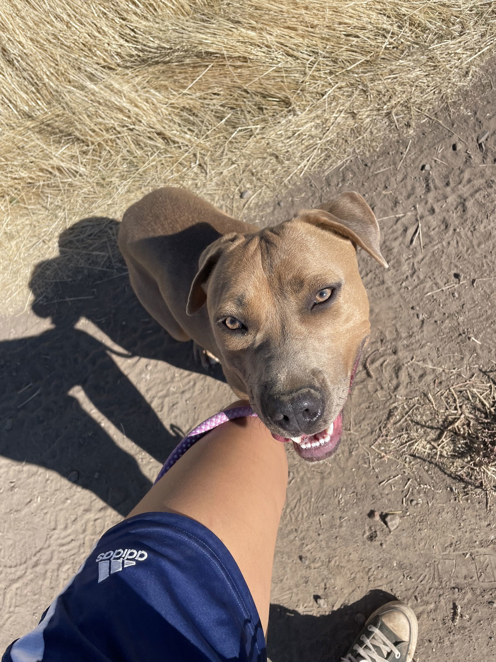Skippy, an adoptable American Staffordshire Terrier in Yreka, CA, 96097 | Photo Image 3