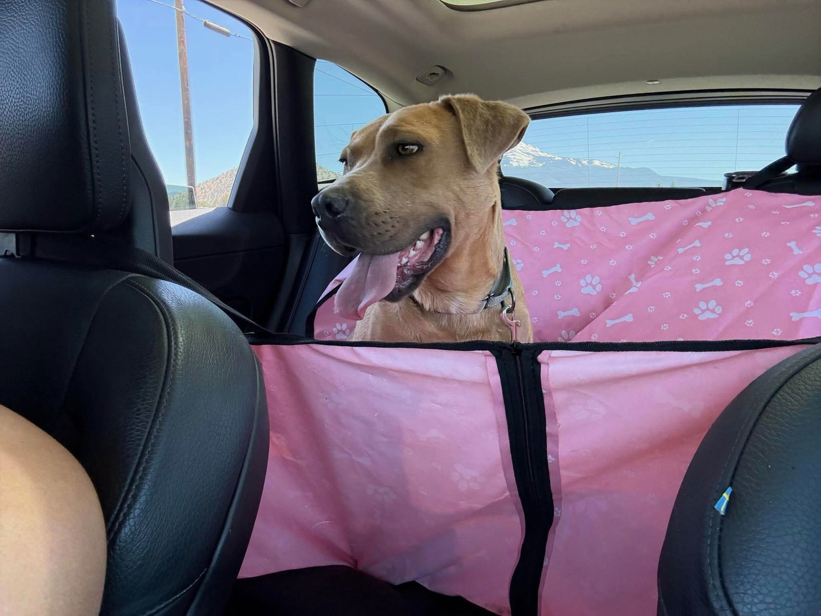 Skippy, an adoptable American Staffordshire Terrier in Yreka, CA, 96097 | Photo Image 3