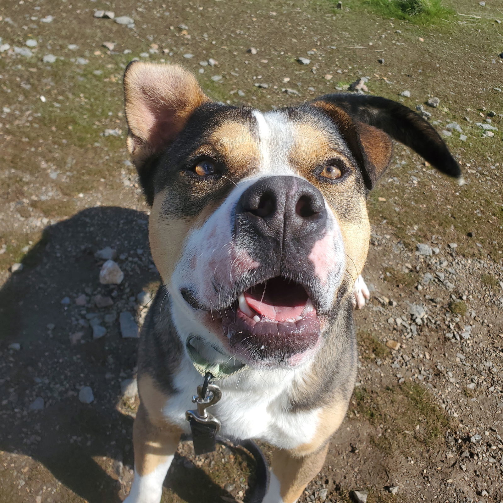 Pittie Paul, an adoptable American Bulldog, American Staffordshire Terrier in Yreka, CA, 96097 | Photo Image 1